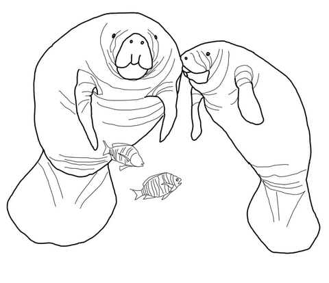 Florida Manatee Coloring Page